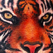 Tattoos - Tiger Tattoo - 57984